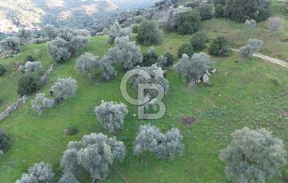 Aydın Koçarlı Hacıhamzalar'da Satılık Manzaralı Zeytinlik