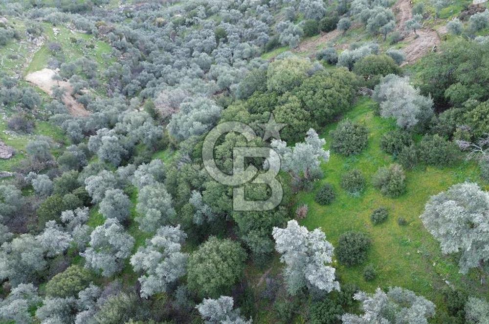 Aydın Koçarlı Hacıhamzalar'da Satılık Manzaralı Zeytinlik