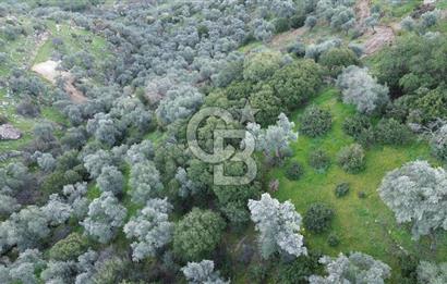 Aydın Koçarlı Hacıhamzalar'da Satılık Manzaralı Zeytinlik