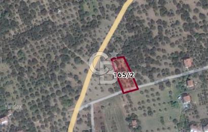 Tekirdağ Şarköy Eriklice'de Satılık Zeytinlik