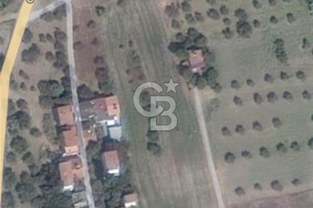 Tekirdağ Şarköy Eriklice'de Satılık Zeytinlik