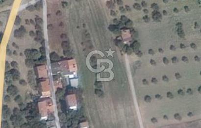 Tekirdağ Şarköy Eriklice'de Satılık Zeytinlik