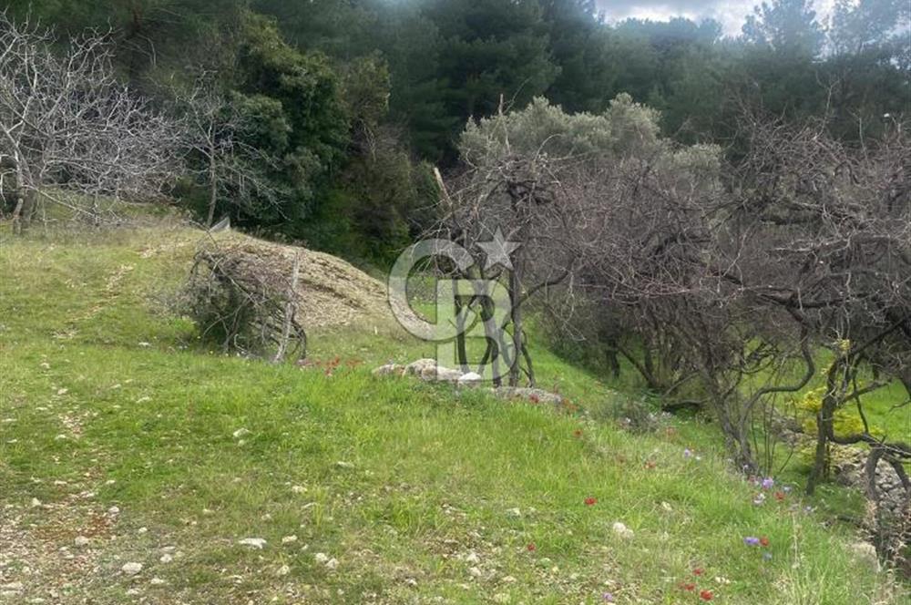 CB GİZ'DEN KAŞ ÜZÜMLÜ'DE SATILIK TARLA