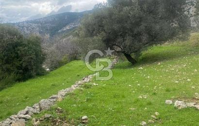 CB GİZ'DEN KAŞ ÜZÜMLÜ'DE SATILIK TARLA