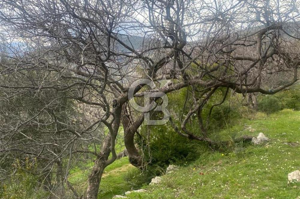 CB GİZ'DEN KAŞ ÜZÜMLÜ'DE SATILIK TARLA