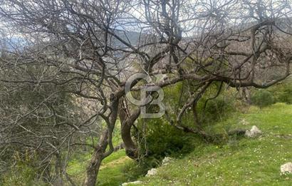 CB GİZ'DEN KAŞ ÜZÜMLÜ'DE SATILIK TARLA