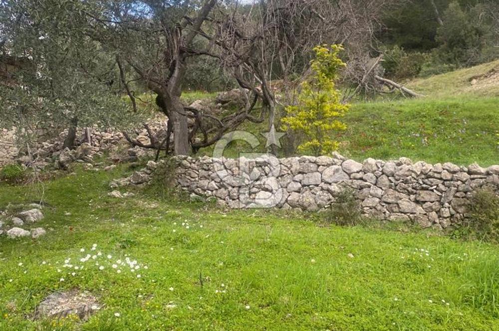 CB GİZ'DEN KAŞ ÜZÜMLÜ'DE SATILIK TARLA