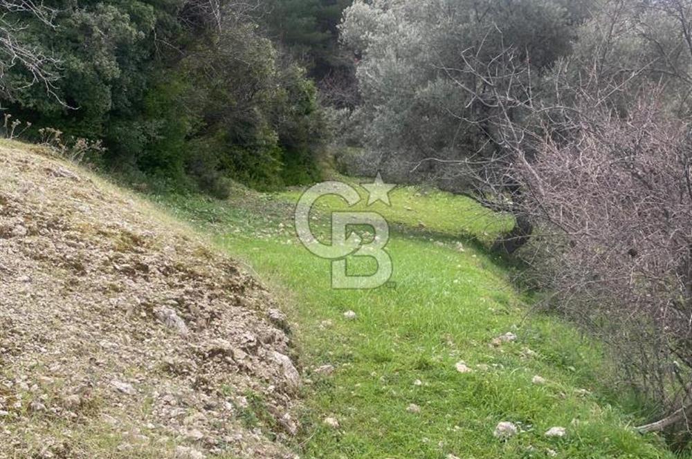 CB GİZ'DEN KAŞ ÜZÜMLÜ'DE SATILIK TARLA