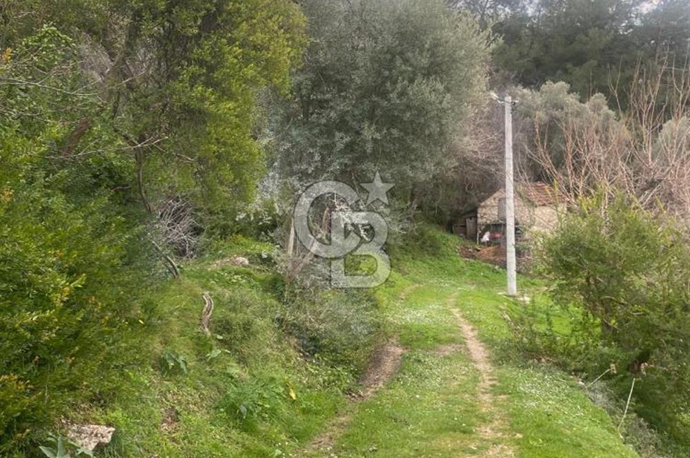 CB GİZ'DEN KAŞ ÜZÜMLÜ'DE SATILIK TARLA