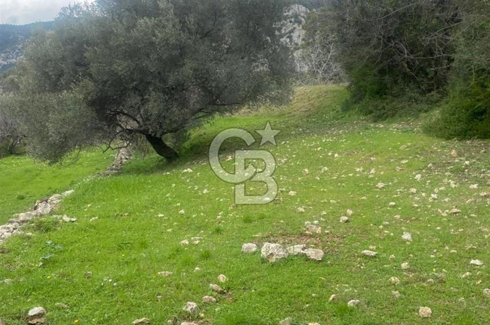 CB GİZ'DEN KAŞ ÜZÜMLÜ'DE SATILIK TARLA