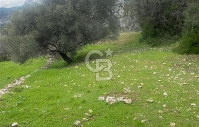 CB GİZ'DEN KAŞ ÜZÜMLÜ'DE SATILIK TARLA