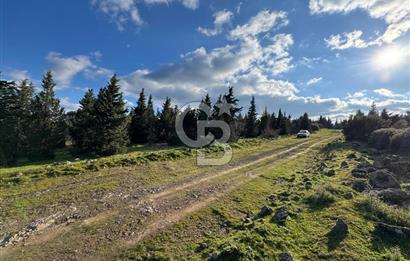 Bergama Kaşıkçı Köyünde 16.351,75 M2 Satılık Tarla