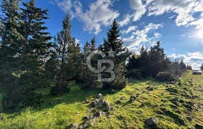 Bergama Kaşıkçı Köyünde 16.351,75 M2 Satılık Tarla