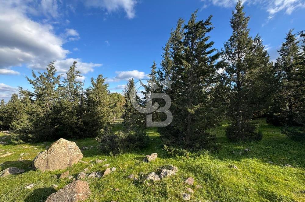 Bergama Kaşıkçı Köyünde 16.351,75 M2 Satılık Tarla