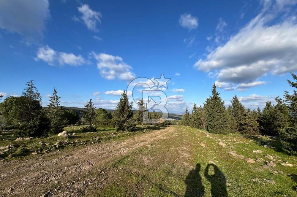 Bergama Kaşıkçı Köyünde 16.351,75 M2 Satılık Tarla