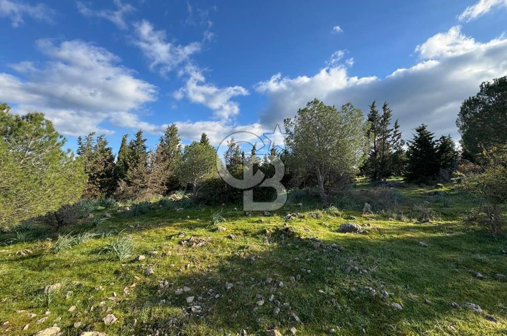 Bergama Kaşıkçı Köyünde 16.351,75 M2 Satılık Tarla