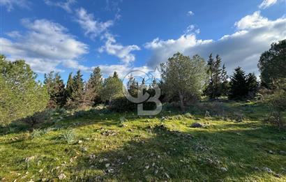 Bergama Kaşıkçı Köyünde 16.351,75 M2 Satılık Tarla