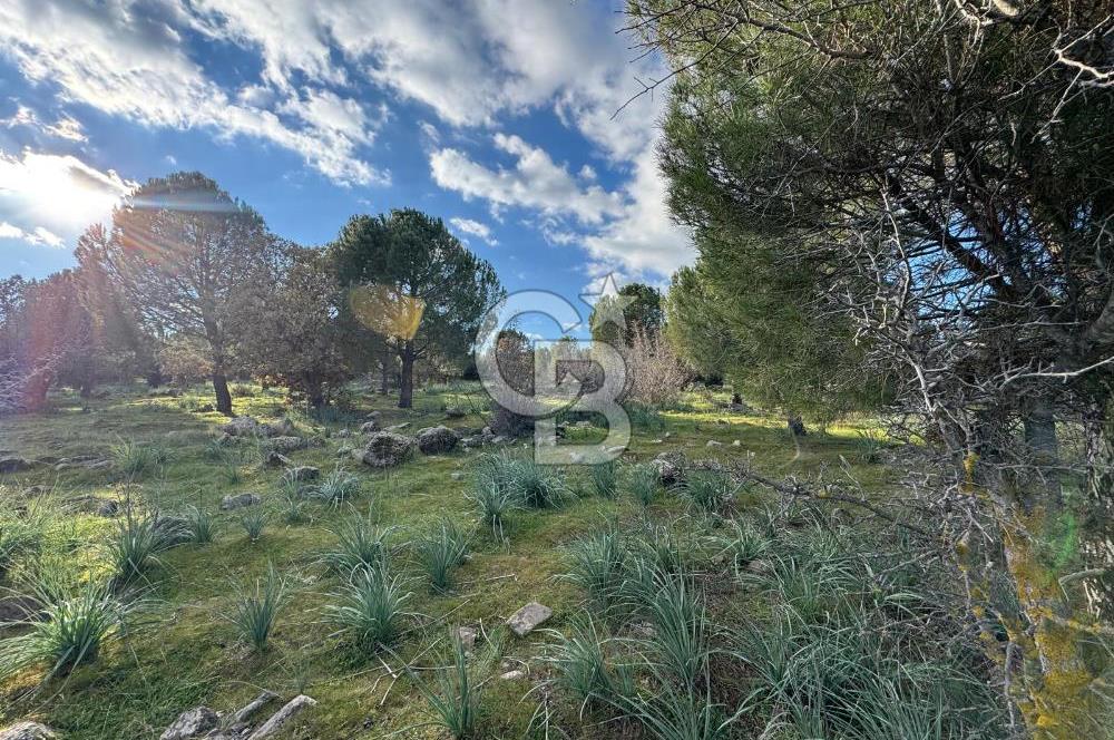 Bergama Kaşıkçı Köyünde 16.351,75 M2 Satılık Tarla