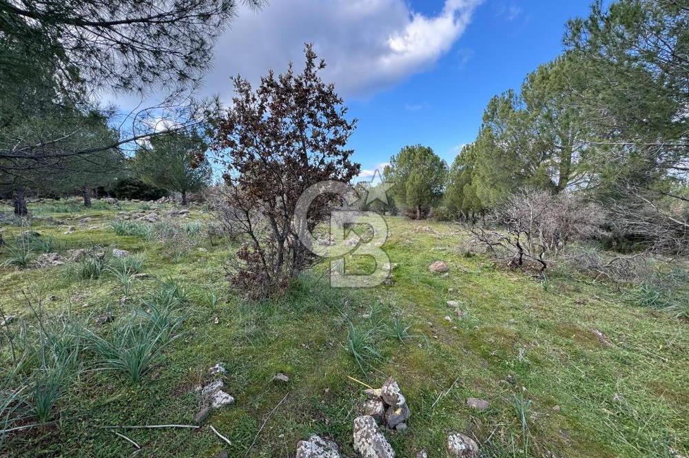 Bergama Kaşıkçı Köyünde 16.351,75 M2 Satılık Tarla