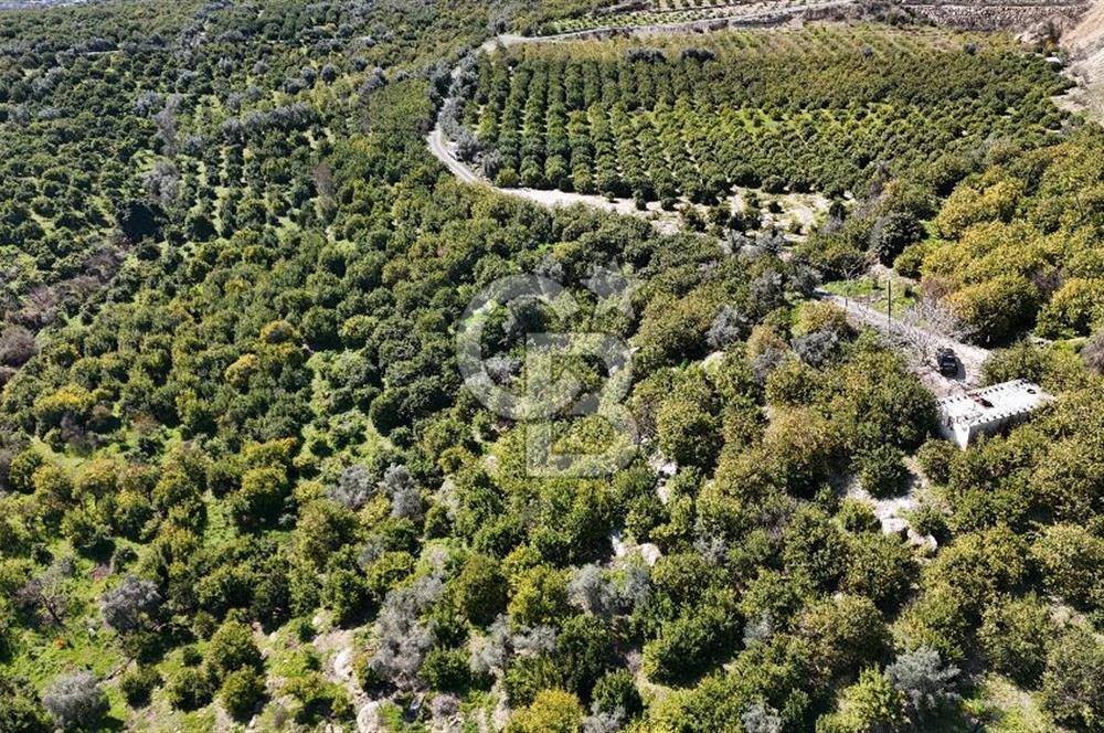 MERSİN ELVANLI'DA SATILIK LİMON BAHÇESİ