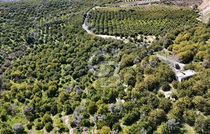 MERSİN ELVANLI'DA SATILIK LİMON BAHÇESİ