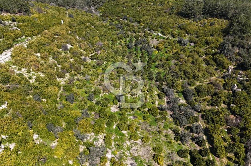 MERSİN ELVANLI'DA SATILIK LİMON BAHÇESİ