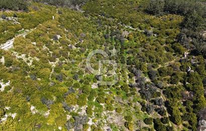 MERSİN ELVANLI'DA SATILIK LİMON BAHÇESİ