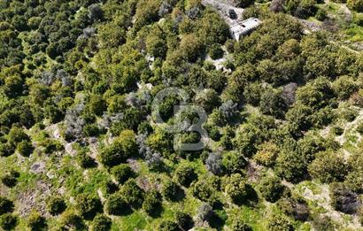 MERSİN ELVANLI'DA SATILIK LİMON BAHÇESİ