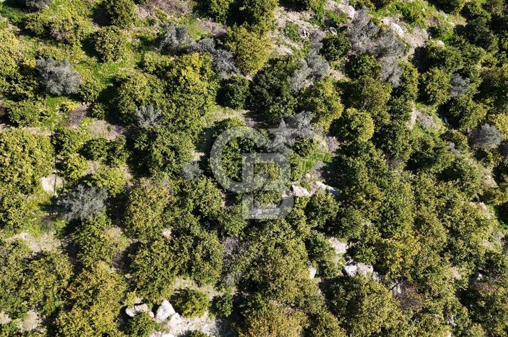 MERSİN ELVANLI'DA SATILIK LİMON BAHÇESİ