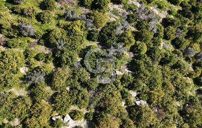 MERSİN ELVANLI'DA SATILIK LİMON BAHÇESİ