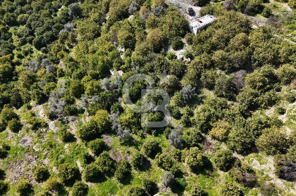 MERSİN ELVANLI'DA SATILIK LİMON BAHÇESİ