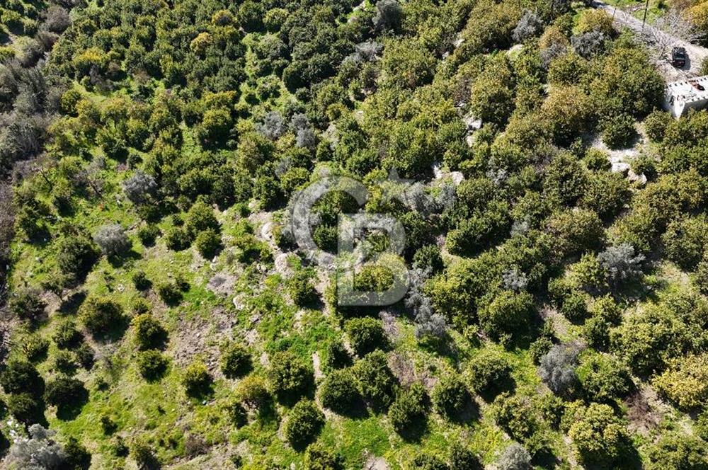 MERSİN ELVANLI'DA SATILIK LİMON BAHÇESİ