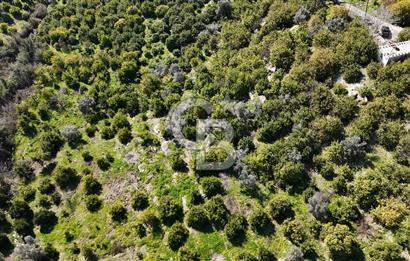 MERSİN ELVANLI'DA SATILIK LİMON BAHÇESİ