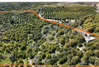 MERSİN ELVANLI'DA SATILIK LİMON BAHÇESİ - 10 - 322628