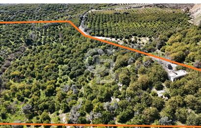 MERSİN ELVANLI'DA SATILIK LİMON BAHÇESİ