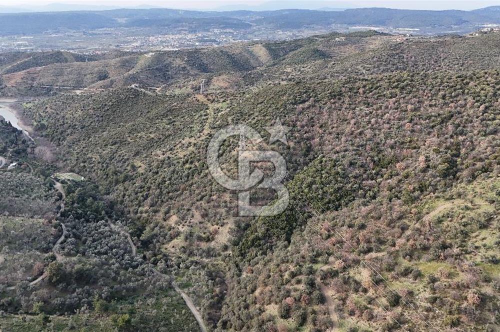 Seferihisar Ulamış'ta Satılık 1.000 Ağaçlı Verimli Zeytinlik