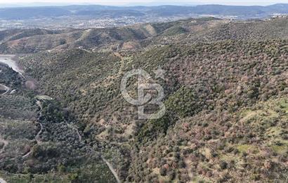 Seferihisar Ulamış'ta Satılık 1.000 Ağaçlı Verimli Zeytinlik