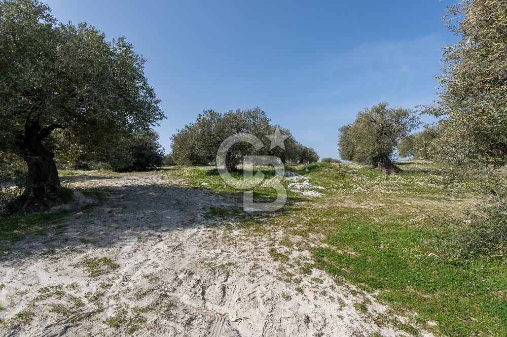 Akhisar Zeytinliovada Kat Karşılığı 4 Parsel İmarlı Arsa