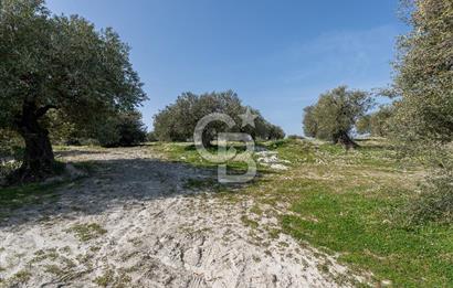 Akhisar Zeytinliovada Kat Karşılığı 4 Parsel İmarlı Arsa