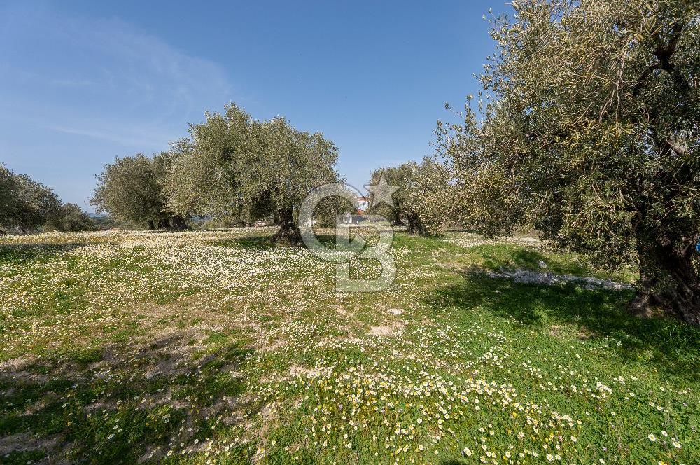 Akhisar Zeytinliovada Kat Karşılığı 4 Parsel İmarlı Arsa