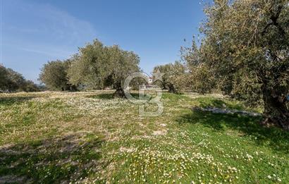 Akhisar Zeytinliovada Kat Karşılığı 4 Parsel İmarlı Arsa