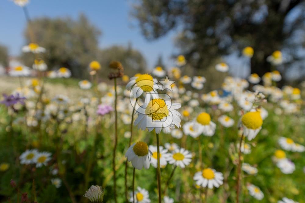 Akhisar Zeytinliovada Kat Karşılığı 4 Parsel İmarlı Arsa