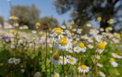 Akhisar Zeytinliovada Kat Karşılığı 4 Parsel İmarlı Arsa