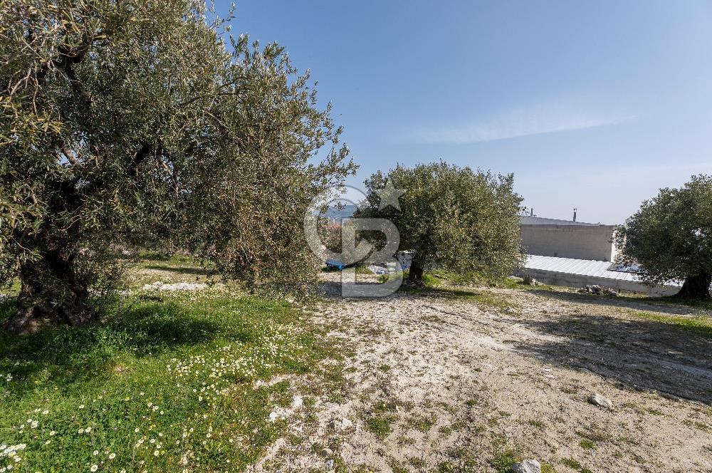 Akhisar Zeytinliovada Kat Karşılığı 4 Parsel İmarlı Arsa