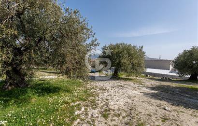 Akhisar Zeytinliovada Kat Karşılığı 4 Parsel İmarlı Arsa