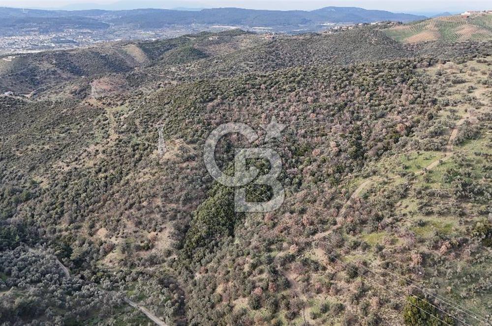 Seferihisar Ulamış'ta Satılık 1.000 Ağaçlı Verimli Zeytinlik