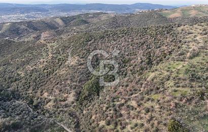 Seferihisar Ulamış'ta Satılık 1.000 Ağaçlı Verimli Zeytinlik