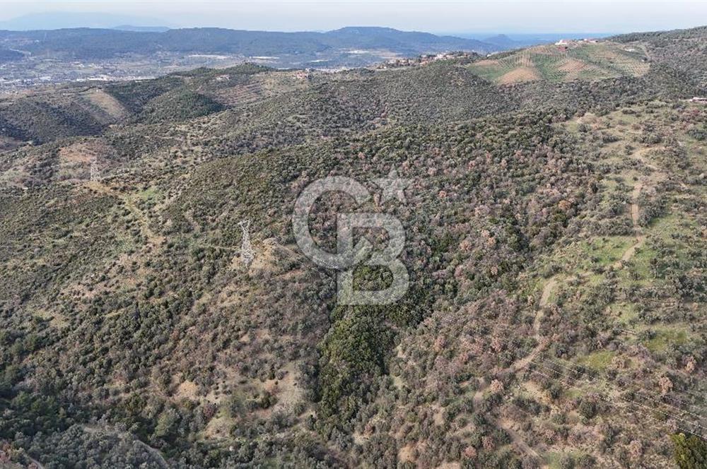 Seferihisar Ulamış'ta Satılık 1.000 Ağaçlı Verimli Zeytinlik