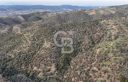 Seferihisar Ulamış'ta Satılık 1.000 Ağaçlı Verimli Zeytinlik