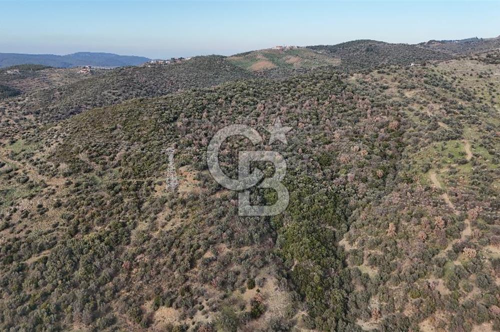 Seferihisar Ulamış'ta Satılık 1.000 Ağaçlı Verimli Zeytinlik